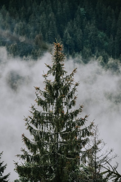 Hermosa foto de bosque neblinoso