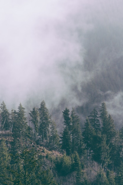 Foto gratuita hermosa foto de un bosque de niebla en la noche