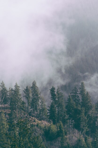 Hermosa foto de un bosque de niebla en la noche