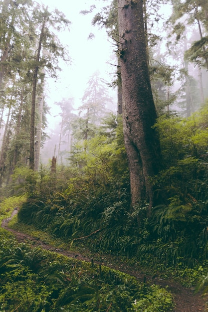 Hermosa foto de un bosque en la noche