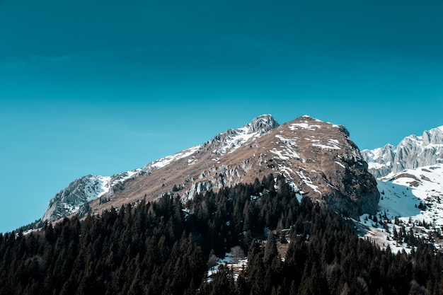 Hermosa foto de bosque de pinos en la montaña cubierta de nieve