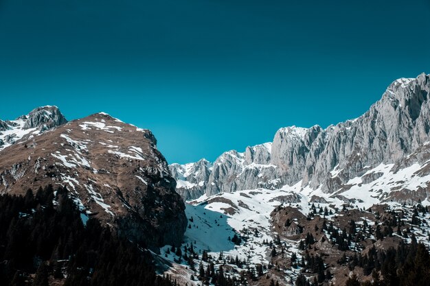 Hermosa foto de bosque de pinos en la montaña cubierta de nieve