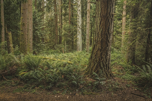 Hermosa foto de un bosque con plantas de hojas verdes y árboles altos