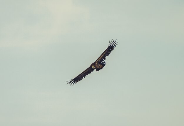 Hermosa foto de un buitre leonado volando con un cielo nublado