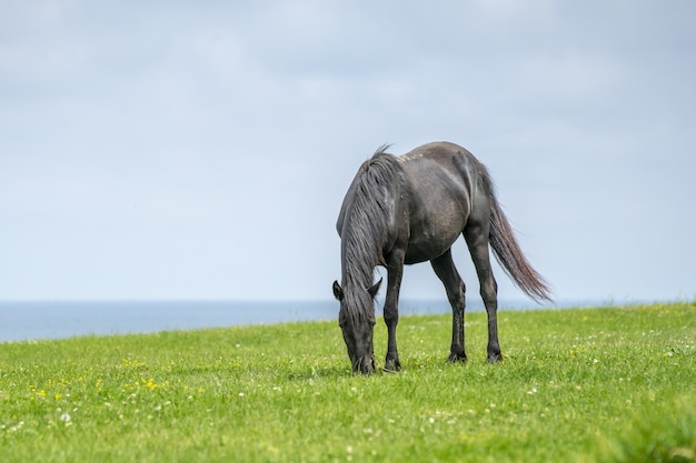 Hermosa foto de un caballo salvaje