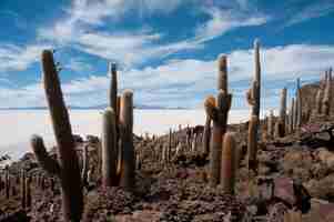 Foto gratuita hermosa foto de cactus cerca del salar en isla incahuasi, bolivia