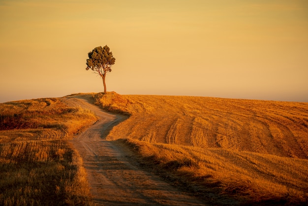 Hermosa foto de un camino en las colinas y un árbol aislado bajo el cielo amarillo