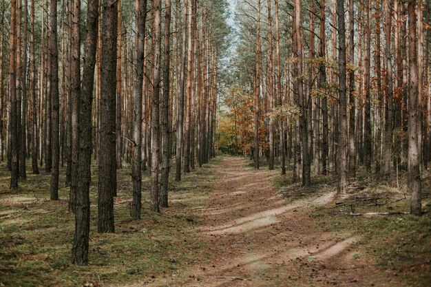 Hermosa foto de un camino deshabitado en medio de un bosque de abetos en otoño