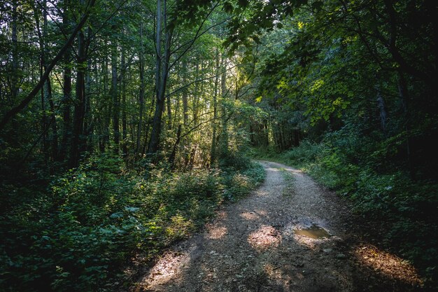 Hermosa foto de un camino forestal rodeado de vegetación