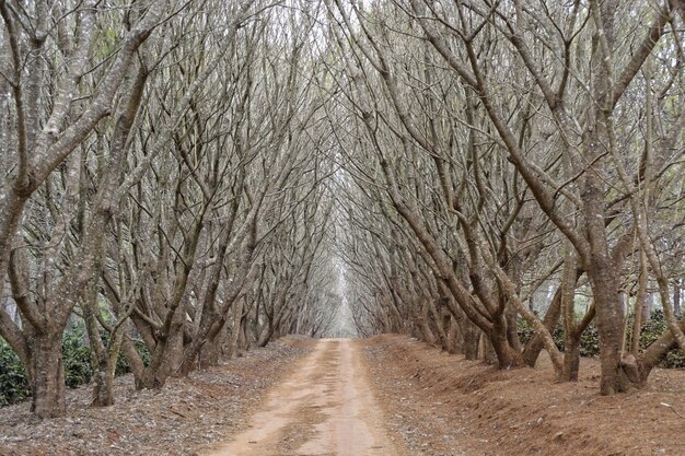 Hermosa foto de un camino en medio de altos árboles sin hojas