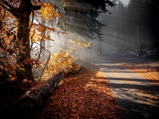Hermosa foto de un camino en medio del bosque con el sol brillando a través de las ramas