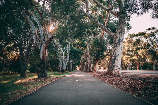 Hermosa foto del camino del parque rodeado de naturaleza increíble