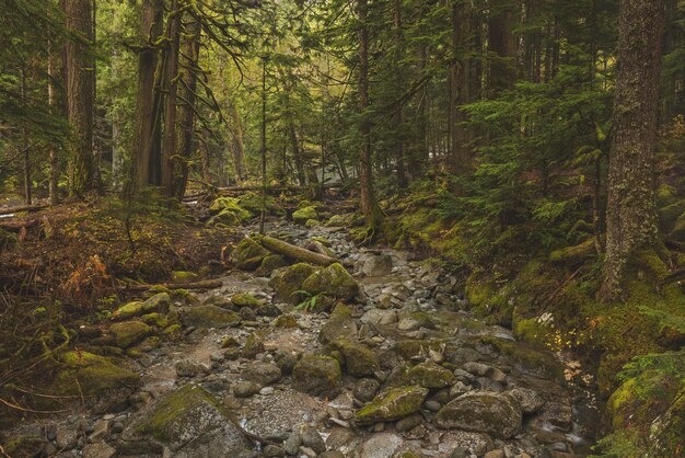 Hermosa foto de un camino rocoso en medio de un bosque con árboles de hojas verdes