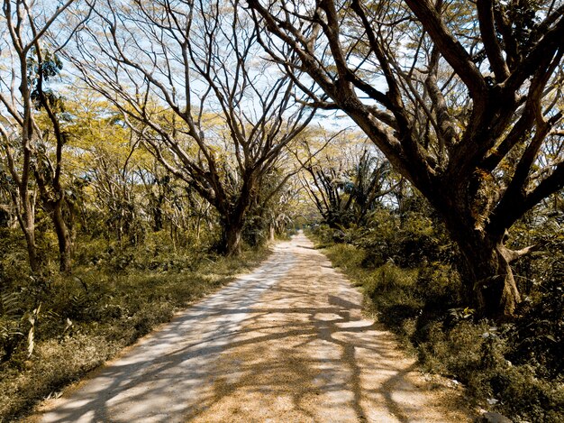 Hermosa foto de un camino vacío en medio de árboles sin hojas y plantas verdes