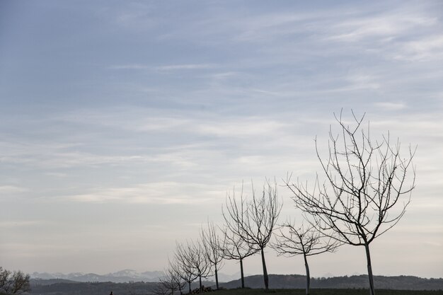 Hermosa foto de un campo con árboles desnudos en una fila durante el comienzo de la primavera