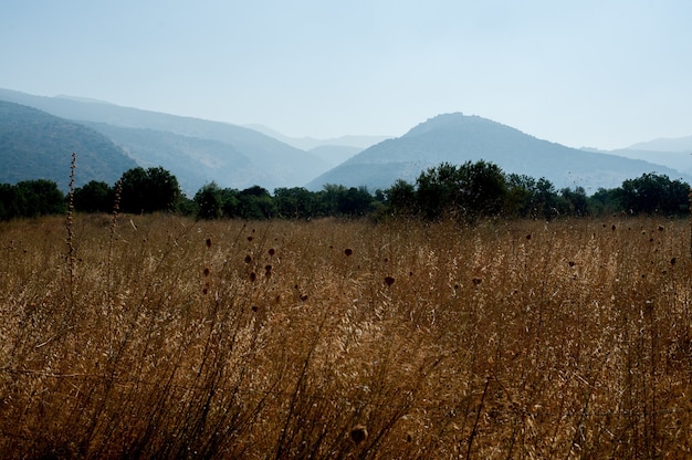 Foto gratuita hermosa foto de un campo con árboles y montañas boscosas