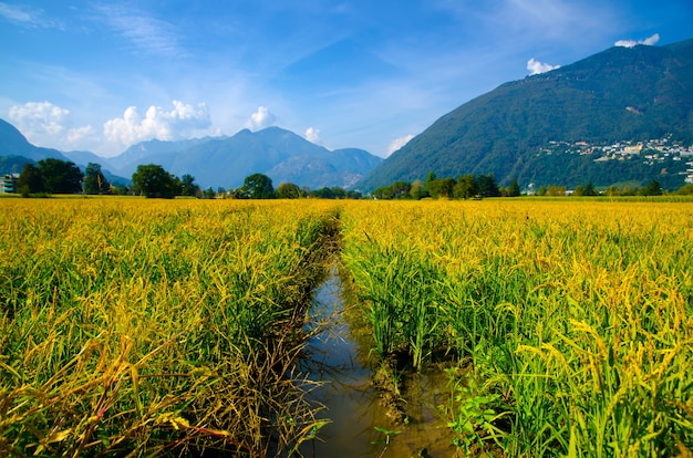 Hermosa foto de un campo de arroz en las montañas de Ticino en Suiza