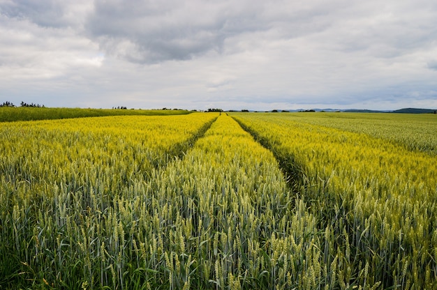 Hermosa foto de un campo cerca de la carretera en Alemania