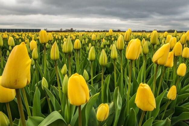 Hermosa foto de un campo de flores amarillas con un cielo nublado en la distancia