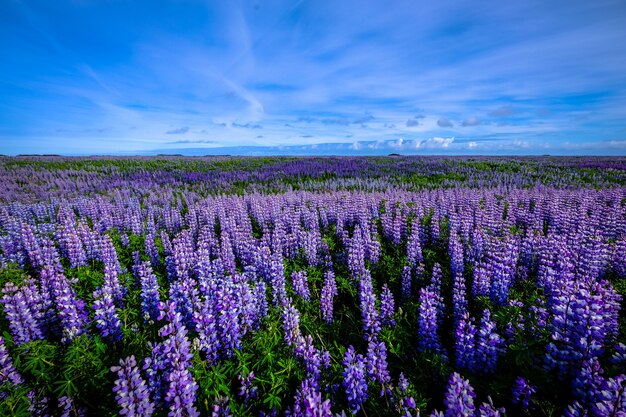 Hermosa foto de un campo de flores de color púrpura bajo un cielo azul