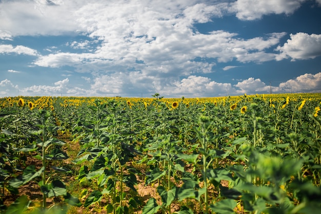 Hermosa foto de campo de girasol bajo el cielo con nubes de algodón blanco