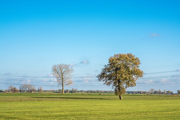 Hermosa foto de un campo de hierba con árboles y un cielo azul de fondo