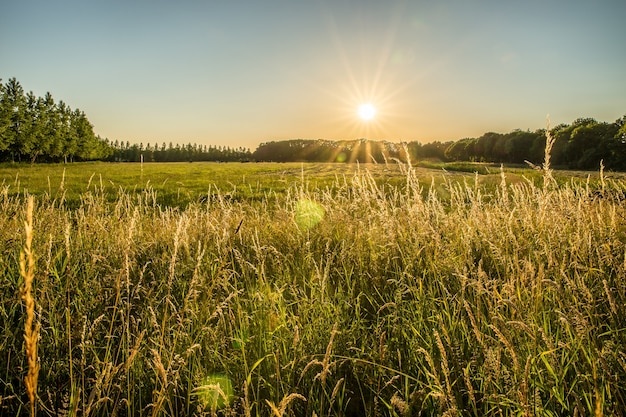 Foto gratuita hermosa foto de un campo de hierba y árboles en la distancia con el sol brillando en el cielo