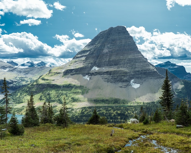 Hermosa foto de campo de hierba y árboles con la montaña de Montana en la distancia