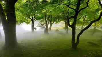 Foto gratuita hermosa foto de un campo de hierba con árboles en la niebla