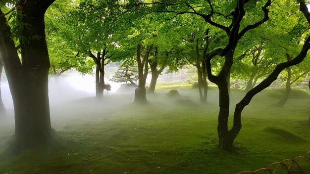 Hermosa foto de un campo de hierba con árboles en la niebla