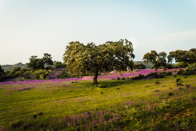 Hermosa foto de un campo de hierba lleno de flores de lavanda y árboles