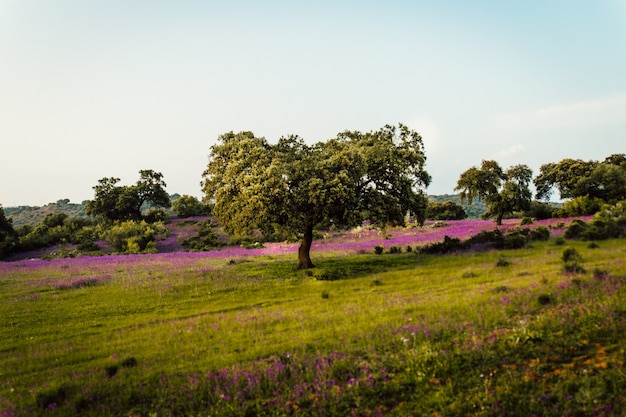 Hermosa foto de un campo de hierba lleno de flores de lavanda y árboles