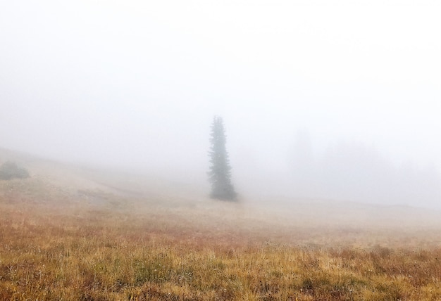 Hermosa foto de un campo de hierba seca con un árbol en la niebla