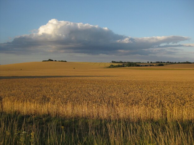 Hermosa foto de un campo de hierba seca con árboles en la distancia bajo un cielo nublado azul