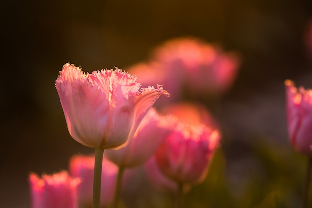 Hermosa foto del campo de tulipanes rosados