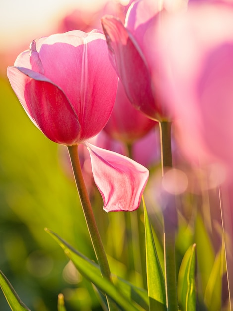 Hermosa foto del campo de tulipanes rosados