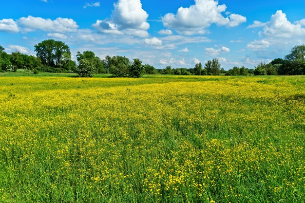 Hermosa foto de campos de flores amarillas con árboles en la distancia bajo un cielo azul nublado