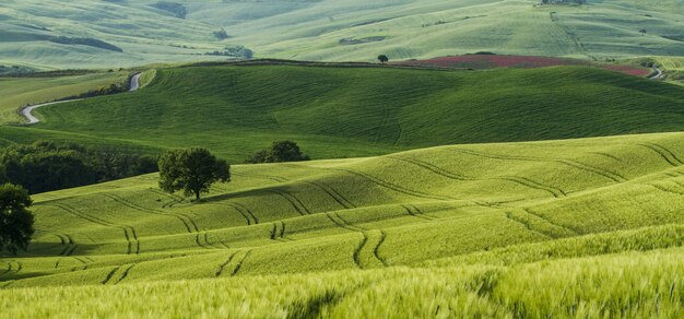 Hermosa foto de campos verdes con caminos estrechos en el medio