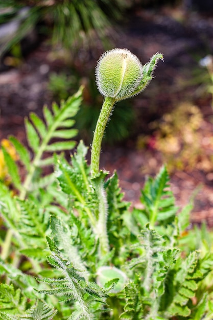 Hermosa foto de un capullo de flor en el jardín en un día soleado