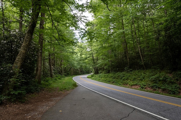 Hermosa foto de una carretera con árboles a ambos lados.