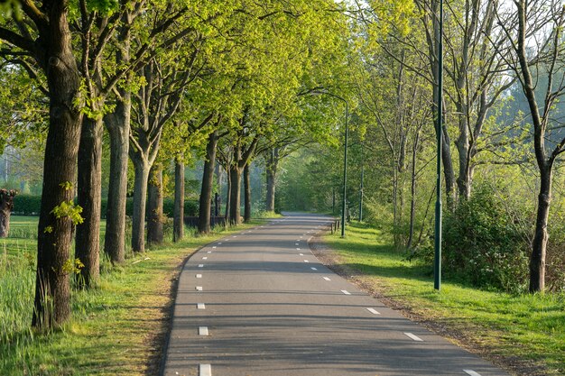 Hermosa foto de una carretera rodeada de árboles verdes