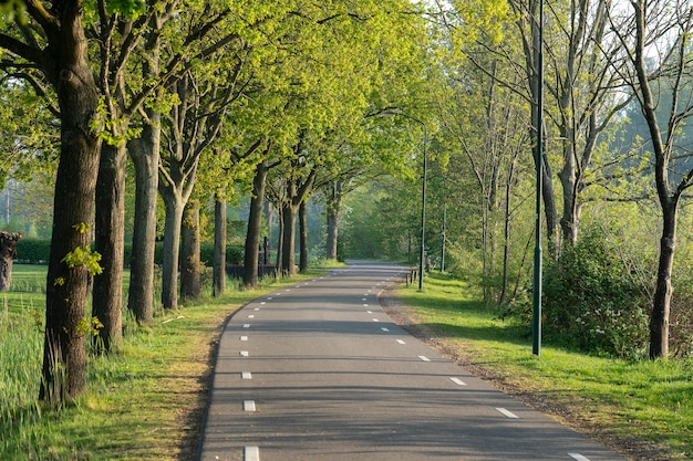Hermosa foto de una carretera rodeada de árboles verdes