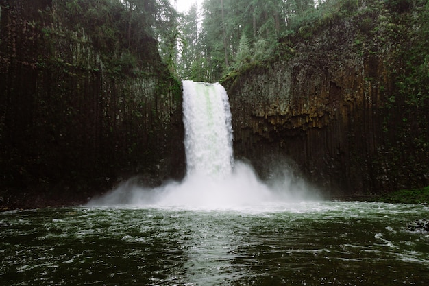 Hermosa foto de una cascada en el bosque rodeado de árboles altos