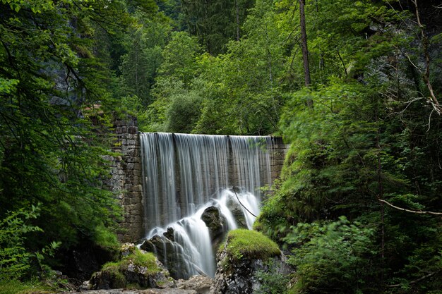 Hermosa foto de una cascada rodeada de árboles de hojas verdes y plantas en el bosque