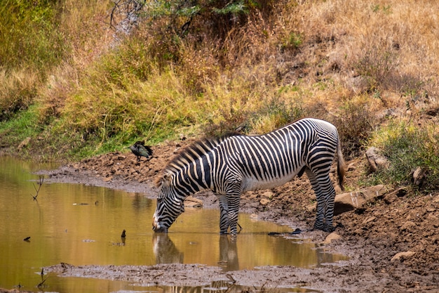 Hermosa foto de una cebra bebiendo agua de un estanque capturado en Kenia, Nairobi, Samburu