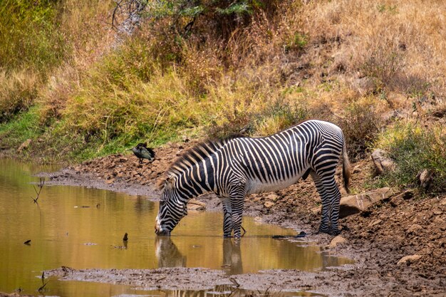 Hermosa foto de una cebra bebiendo agua de un estanque capturado en Kenia, Nairobi, Samburu