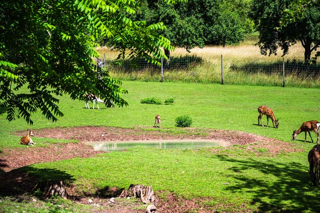 Hermosa foto de ciervos sobre la hierba verde en el zoológico en un día soleado