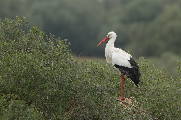 Hermosa foto de una cigüeña blanca de pie con gracia en el campo de hierba