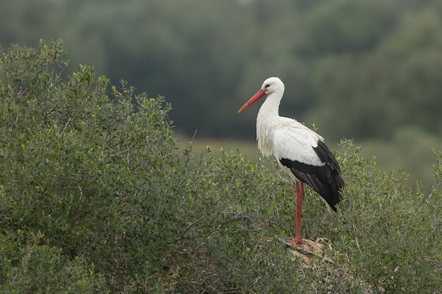 Hermosa foto de una cigüeña blanca de pie con gracia en el campo de hierba