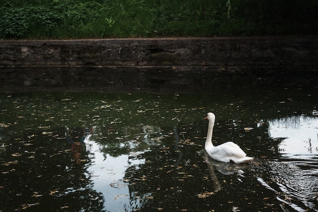 Hermosa foto de cisne de tundra en el lago